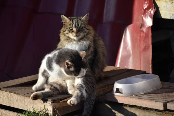 Бездомные кошки на крыльце. Два голодных уличных кота — стоковое фото