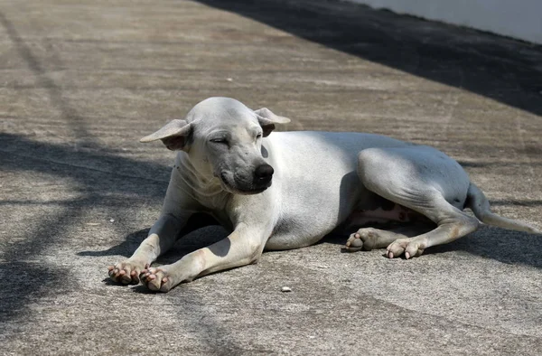 Un cane randagio. Il problema degli animali randagi di strada . — Foto Stock