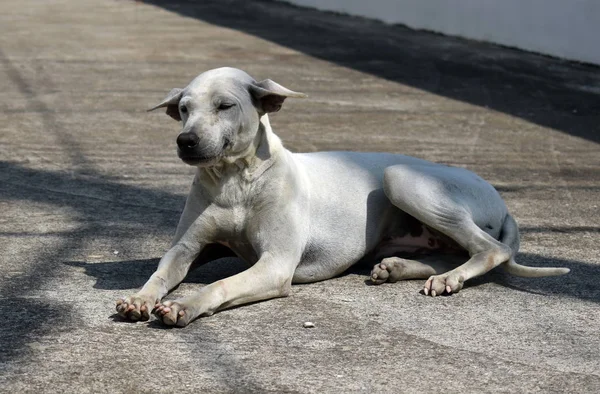 Un perro callejero callejero. El problema de los animales callejeros callejeros . — Foto de Stock