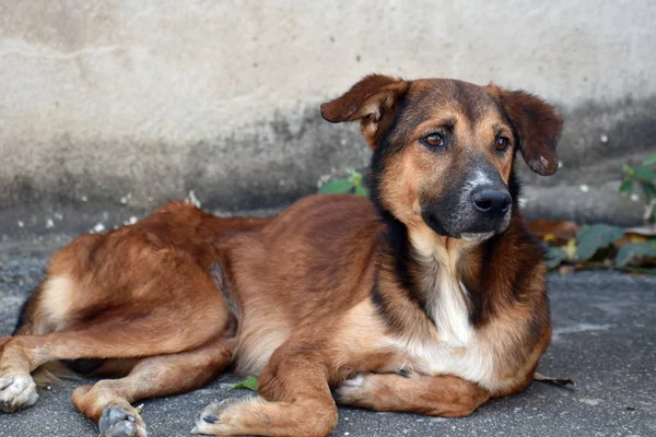 Un perro callejero callejero. El problema de los animales callejeros callejeros . — Foto de Stock