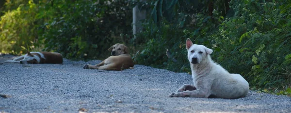 Una bandada de perros callejeros. Perros callejeros peligrosos . — Foto de Stock