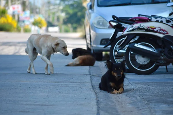 Una bandada de perros callejeros. Perros callejeros peligrosos . — Foto de Stock