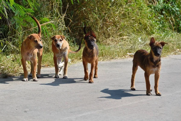 Una bandada de perros callejeros. Perros callejeros peligrosos . — Foto de Stock