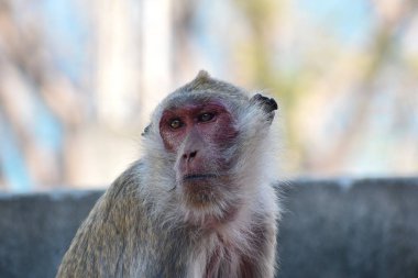 Asya 'daki şehir maymunları. Tayland 'daki dağlarda vahşi maymunlar. Maymun dağı cazibesi.