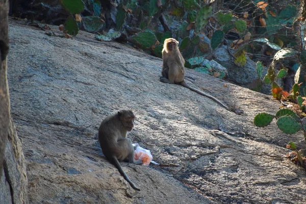 Monos urbanos en Asia. Monos salvajes en las montañas de Tailandia. Mono montaña atracción . — Foto de Stock