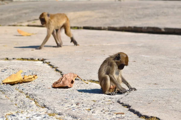 Monos urbanos. Obezjany salvaje vive en la ciudad entre la gente. Monos en Asia . — Foto de Stock