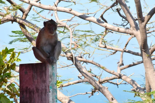 Des singes urbains. L'obéissance sauvage vivent dans la ville parmi le peuple. Singes en Asie . — Photo