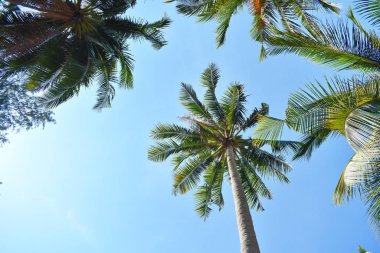 Mavi gökyüzünde palmiye ağaçları. Tropik bölgelerde yeşil avuç içleri. Sahilde yaz günü.