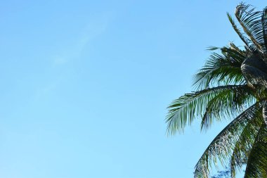 Mavi gökyüzünde palmiye ağaçları. Tropik bölgelerde yeşil avuç içleri. Sahilde yaz günü.