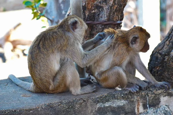 Monos urbanos. Macacos en Tailandia. monos en Asia. Monos de montaña. — Foto de Stock