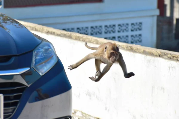 Urban monkeys. Macaques in Thailand. monkeys in Asia. Mountain monkeys. — Stock Photo, Image