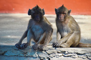 Şehir maymunları. Tayland 'da Makaklar. Asya 'daki maymunlar. Dağ maymunları.