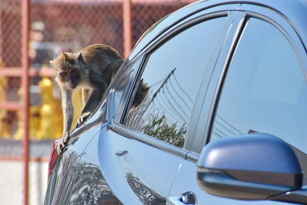 Los monos viven en la ciudad. Monos asiáticos . — Foto de Stock
