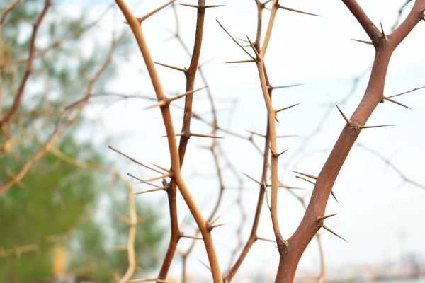 Droge stekelige roos. Cactus met doornen buiten — Stockfoto