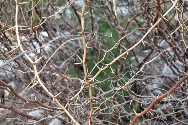 Rosa espinosa seca. Cacto con espinas al aire libre — Foto de Stock