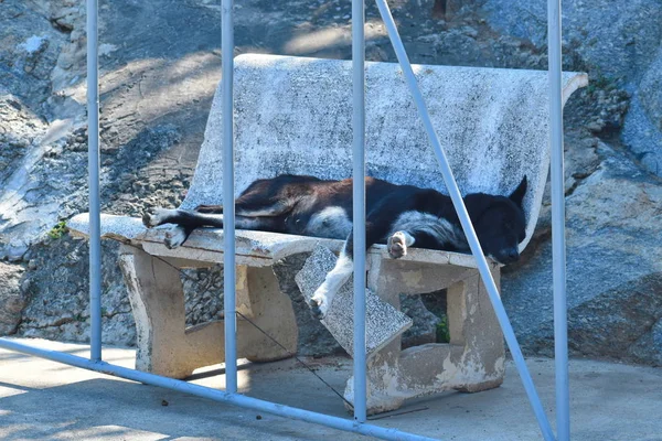 Il problema degli animali senzatetto. il cane dietro la recinzione . — Foto Stock