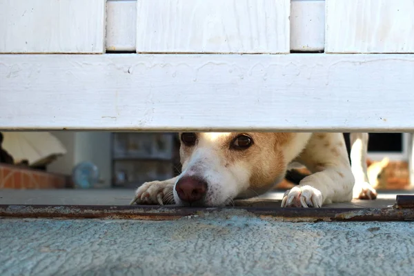 La faccia del cane al cancello. Il cane è a casa da solo annoiato. Un animale domestico in attesa del suo padrone . — Foto Stock