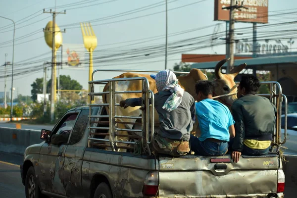 Корова и люди в грузовике. Транспортные средства в Таиланде . — стоковое фото