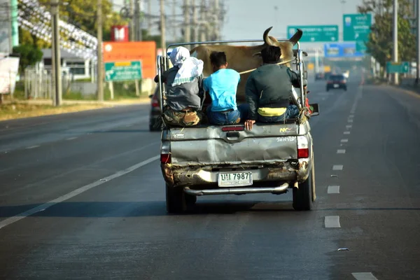 Корова и люди в грузовике. Транспортные средства в Таиланде . — стоковое фото