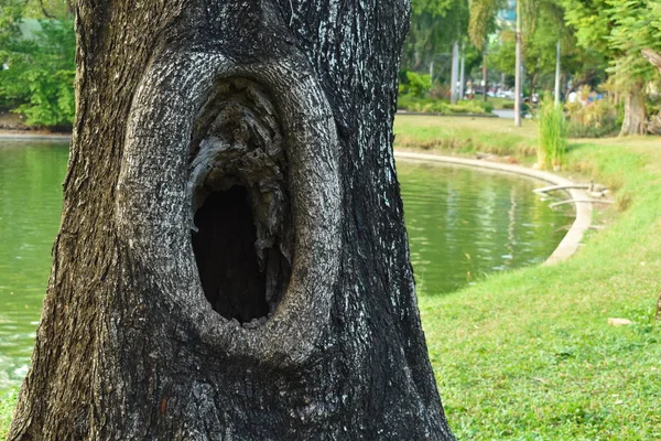 Parkta oyuğu olan büyük yaşlı bir ağaç.. — Stok fotoğraf