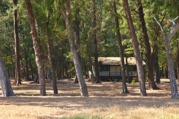 A ház egy elhagyatott helyen van. Gyönyörű faház az erdőben. Bérlakások a trópusokon — Stock Fotó