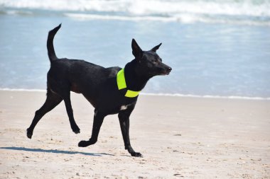 Halk plajında vahşi bir köpek