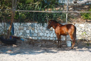 Kumsaldaki hayvanların sömürülmesi. Turistler atlarla denize açılıyorlar..