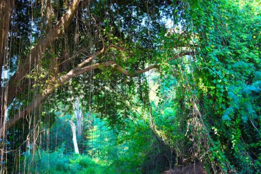 Güzel tropikal orman. Tropiklerde yeşil ormanın asılması