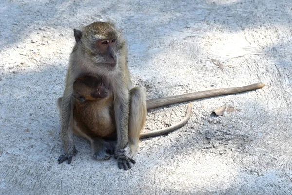 Una madre mono lleva a su bebé sobre su estómago. materinstvo en monos — Foto de Stock