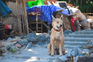 Köpek sahibini bekliyor. Halk plajında vahşi bir hayvan.