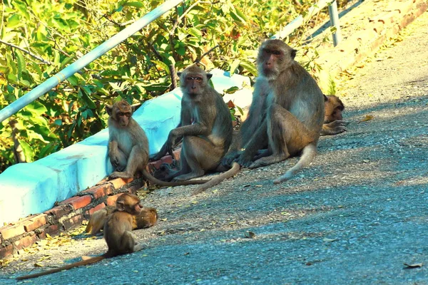 Familia de monos en la ciudad de Asia — Foto de Stock