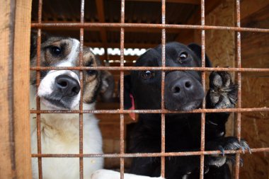 Köpek kulübesi. Evsiz hayvanları alın.