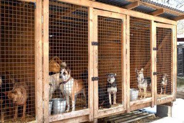Köpek kulübesi. Evsiz hayvanları alın.