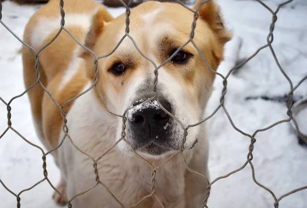 Perrera para perros. Perros abandonados. Los animales viven en jaulas. El cuidado de los animales . — Foto de Stock