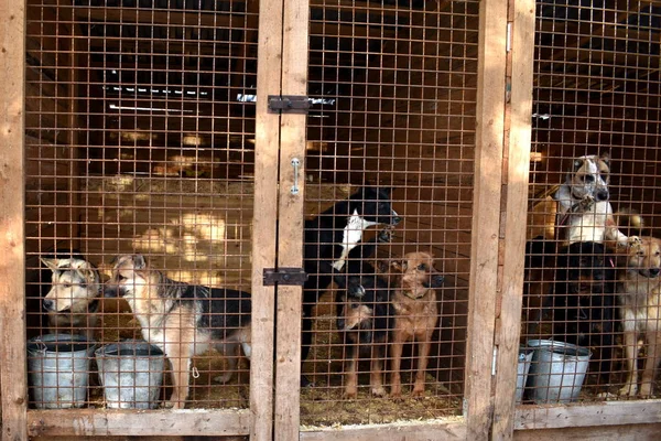 Perrera para perros. Perros abandonados. Los animales viven en jaulas. El cuidado de los animales . — Foto de Stock