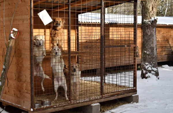 Perrera para perros. obtener los animales sin hogar — Foto de Stock