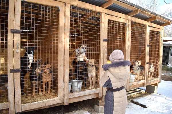 Una perrera. Niño alimentando perros pobres. Animales hambrientos en una jaula. Perros en jaulas . — Foto de Stock