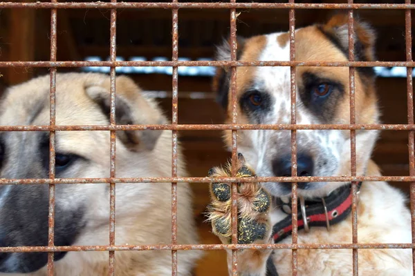 Perrera para perros. Perros abandonados. Los animales viven en jaulas. El cuidado de los animales . — Foto de Stock