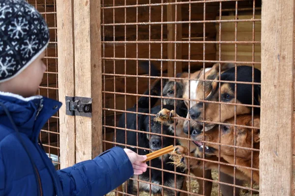 Una perrera. Niño alimentando perros pobres. Animales hambrientos en una jaula. Perros en jaulas . — Foto de Stock