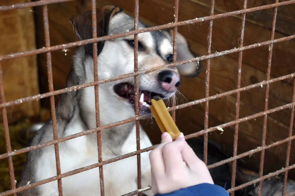 Perrera para perros. Perros abandonados. Los animales viven en jaulas. El cuidado de los animales . — Foto de Stock