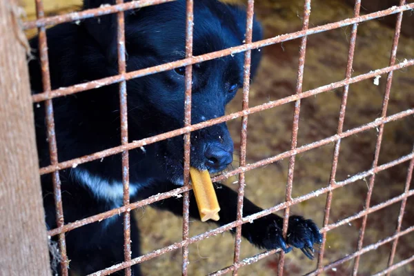 Perrera para perros. Perros abandonados. Los animales viven en jaulas. El cuidado de los animales . — Foto de Stock