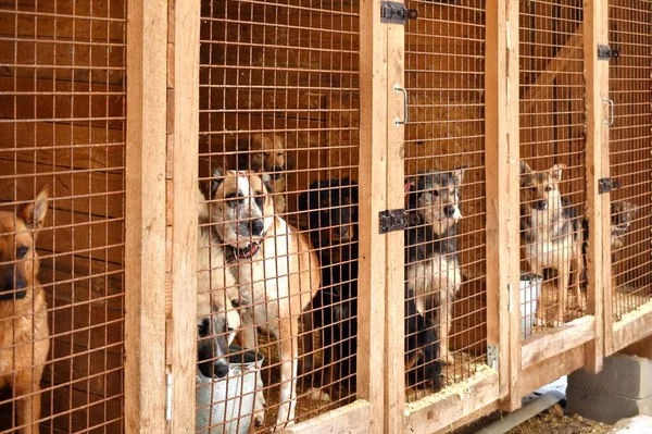 Perrera para perros. obtener los animales sin hogar — Foto de Stock