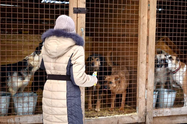 Una perrera. Niño alimentando perros pobres. Animales hambrientos en una jaula. Perros en jaulas . — Foto de Stock