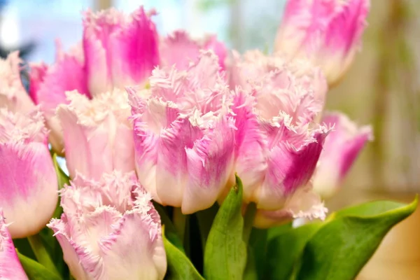 Blooming pink tulips. Spring flowers. Flowers for the new year.