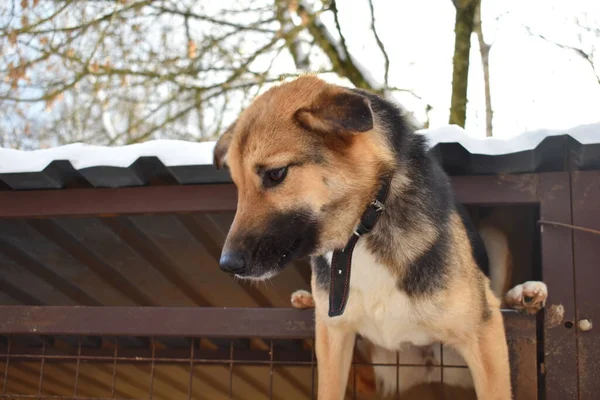 Gefokte hond in een kooi. hond hangend aan het hek. Shepherd klimt in het gat — Stockfoto
