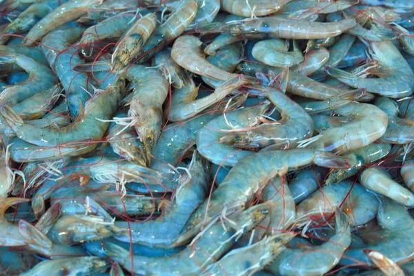 Venda de camarão marinho. frutos do mar no balcão — Fotografia de Stock