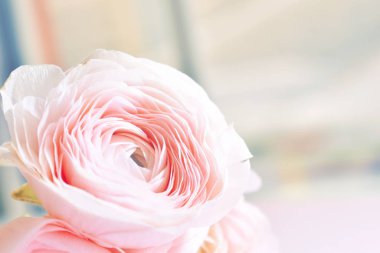 Çiçek arkaplan. Kartlar için yumuşak renkler. Tasarımcı, çiçek desenli duvar kağıdı. Bahar çiçekleri.