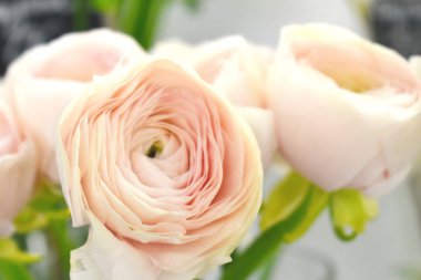 Çiçek arkaplan. Kartlar için yumuşak renkler. Tasarımcı Duvar kağıdı. Bahar kutlaması. Anneler Günü. Kadınlar Günü