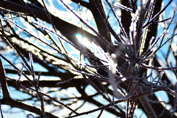 The sun's rays on a frosty day. the snow on the branches of trees. Bright winter landscape close-up. Cold morning. — Stock Photo, Image