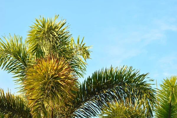 Barbed palmboom op de achtergrond van de lucht. Tropische vakantie — Stockfoto